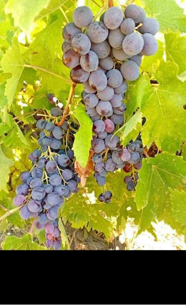 Butasi de vita de vie de anul 3