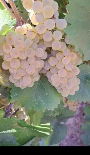 Butasi de vita de vie de anul 3