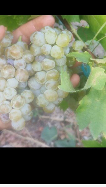 Butasi de vita de vie de anul 3