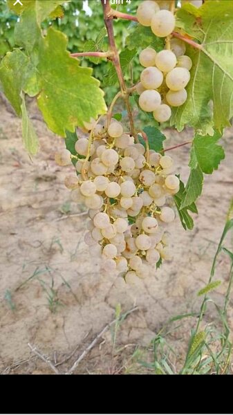 Butasi de vita de vie de anul 3