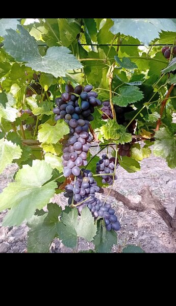 Butasi de vita de vie de anul 3