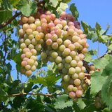 Butasi de vita de vie de anul 3